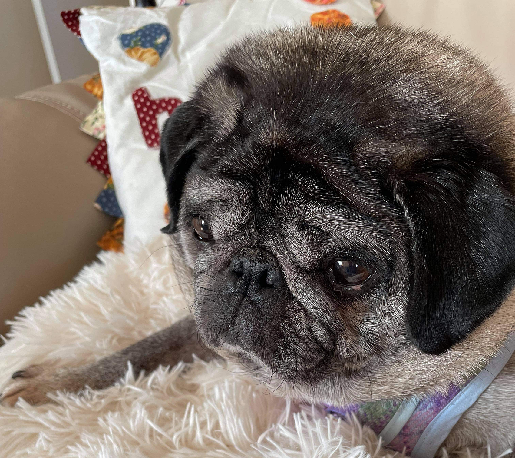 A new home for Bob - image Bob-2 on https://pugprotectiontrust.org