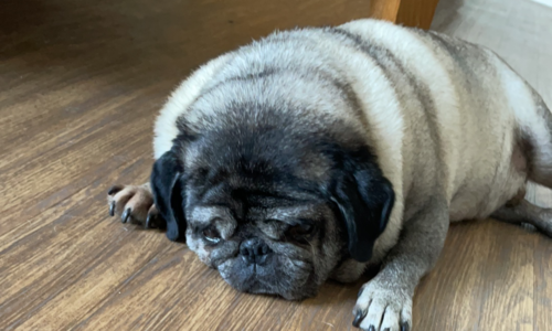 Foster - image 232310688_586652809357078_6237587901354793282_n-500x300 on https://pugprotectiontrust.org