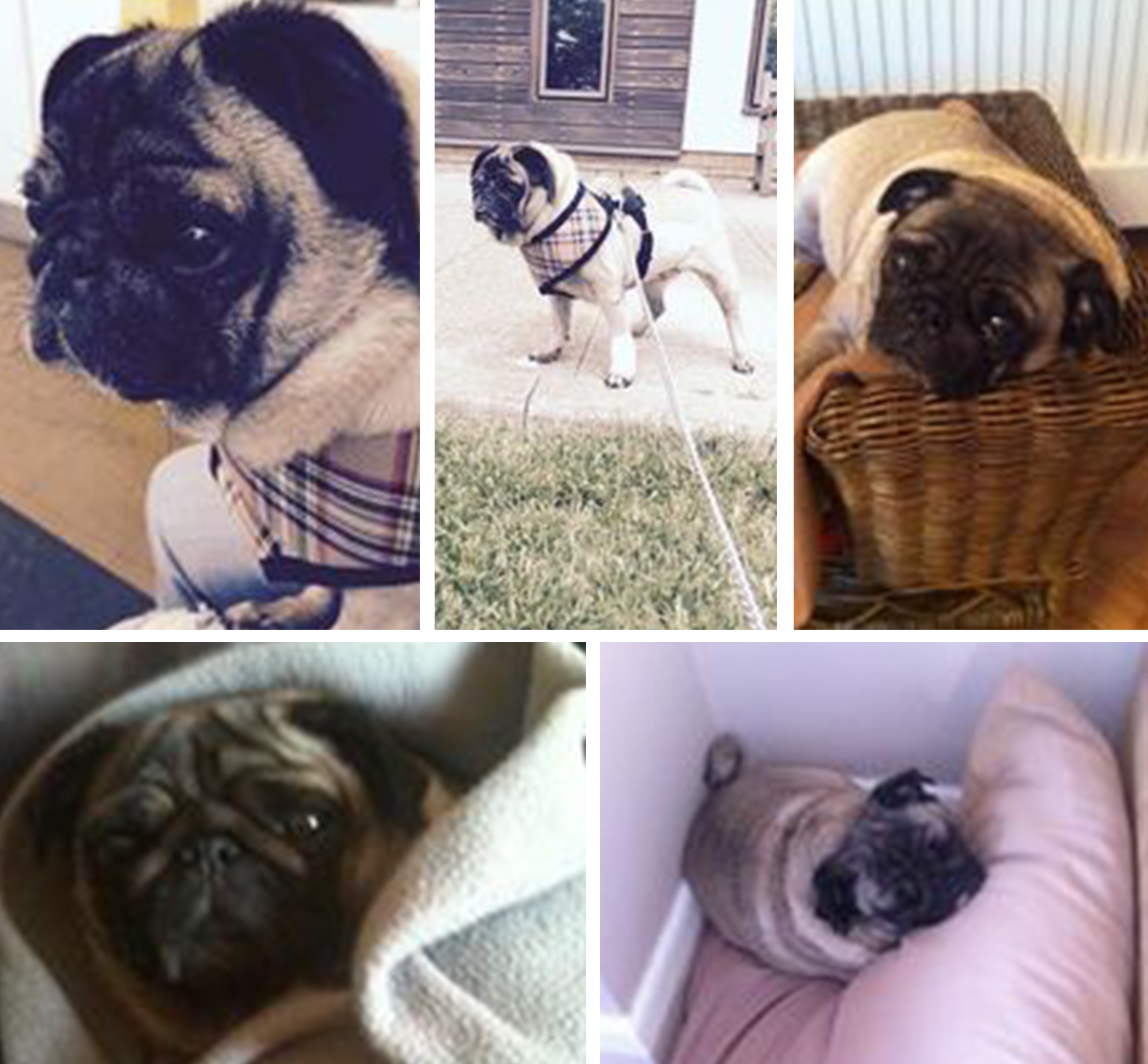 Adoption for Daisy - image Daisy-2 on https://pugprotectiontrust.org