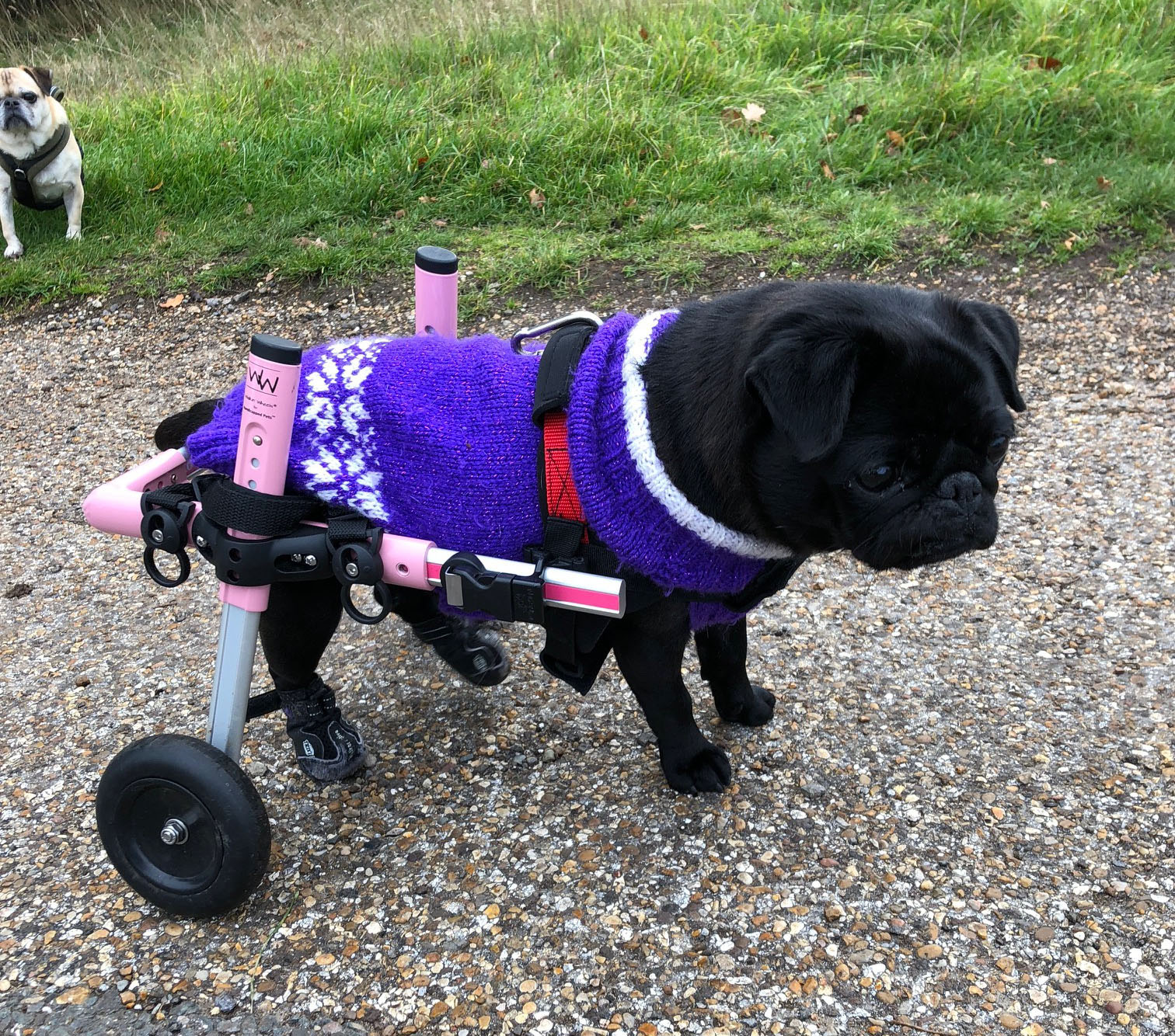 Wheelchairs for pugs! - image IMG_0415-1 on https://pugprotectiontrust.org