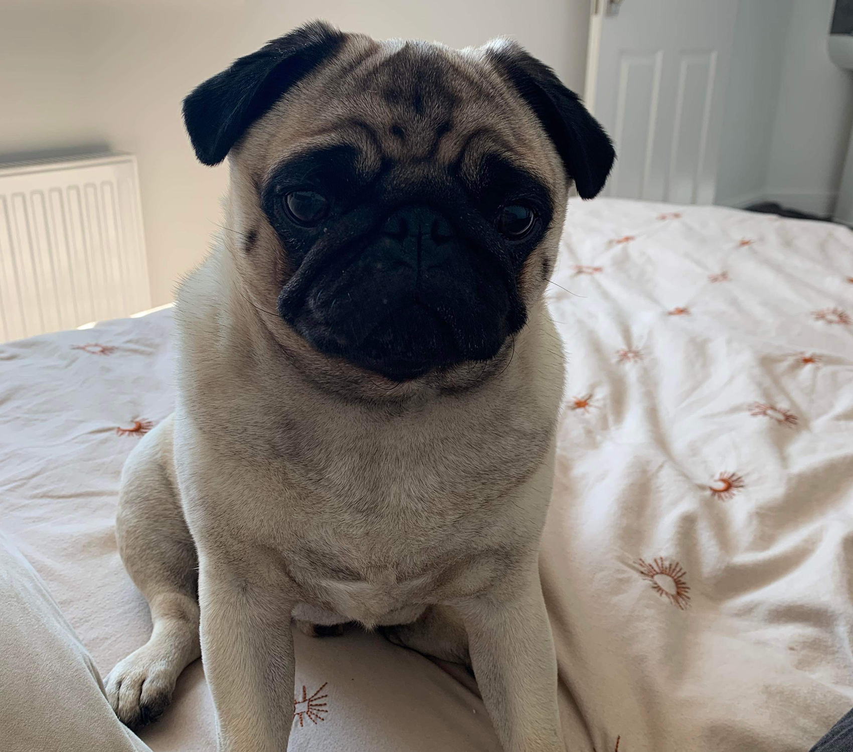 Adoption for Chuggs - image Cheddar on https://pugprotectiontrust.org