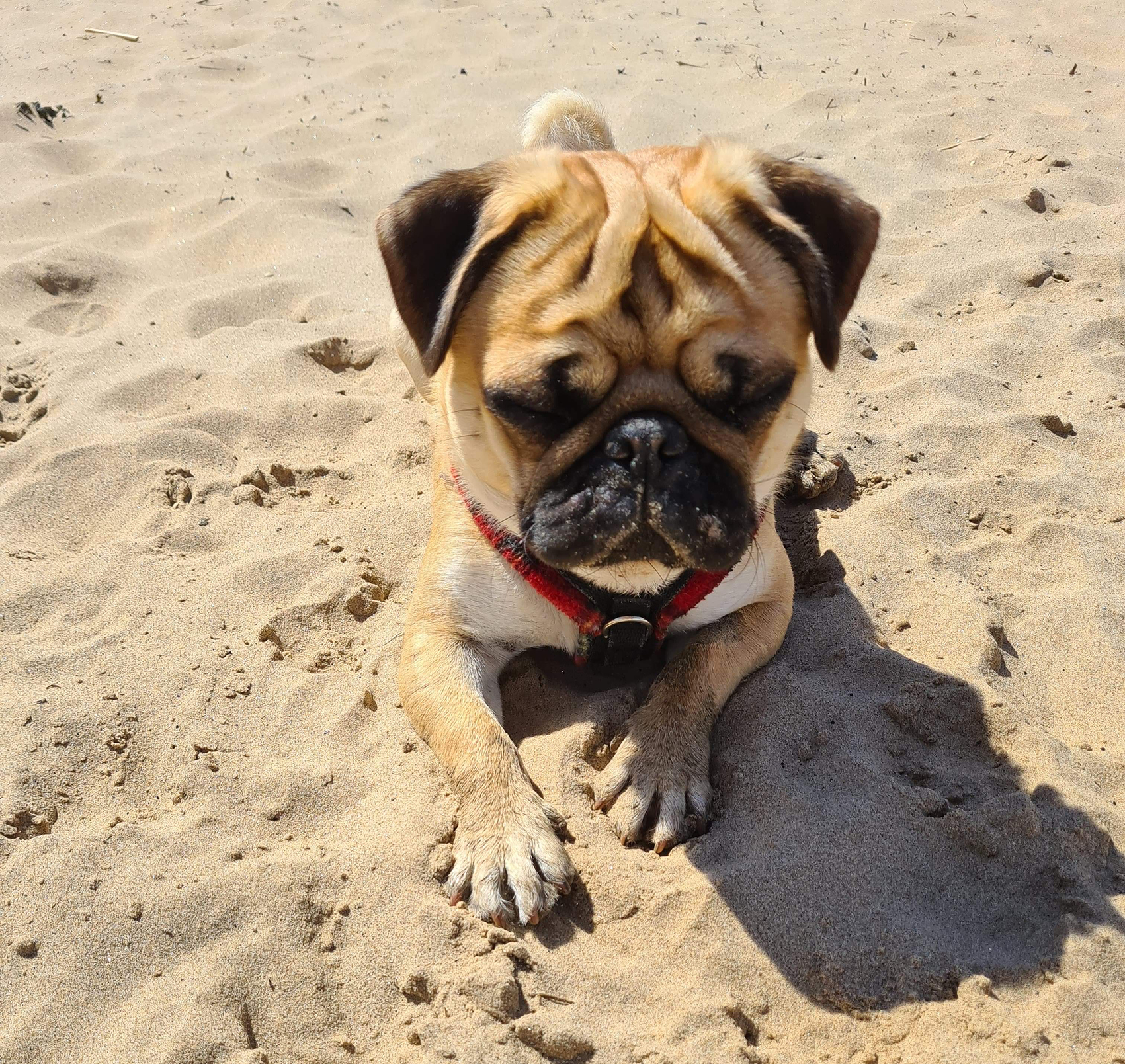 Peggy's wheels - image Beau on https://pugprotectiontrust.org
