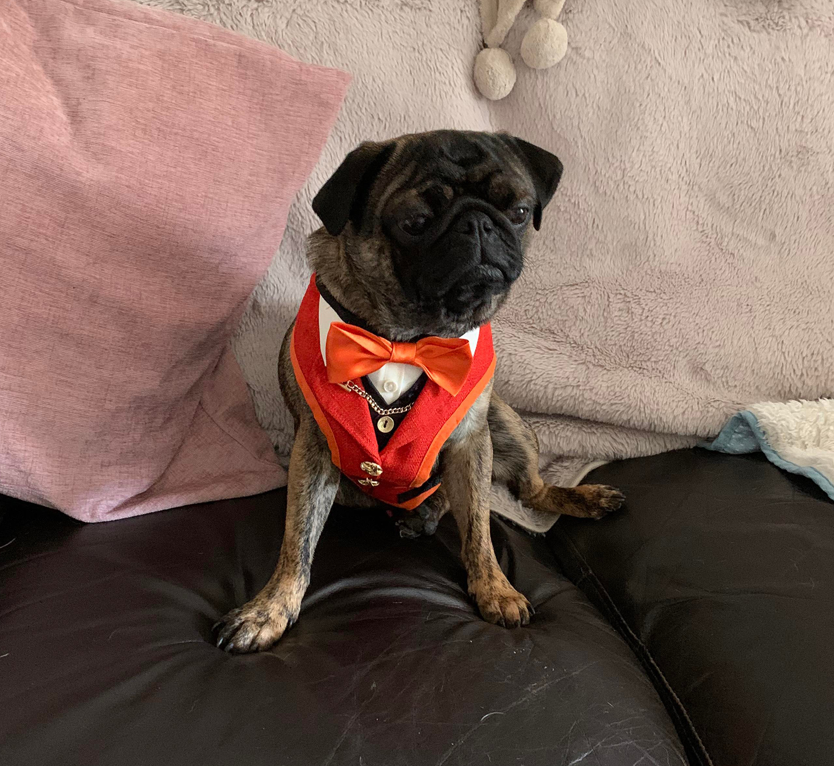 Adoption for Brian - image Brian on https://pugprotectiontrust.org
