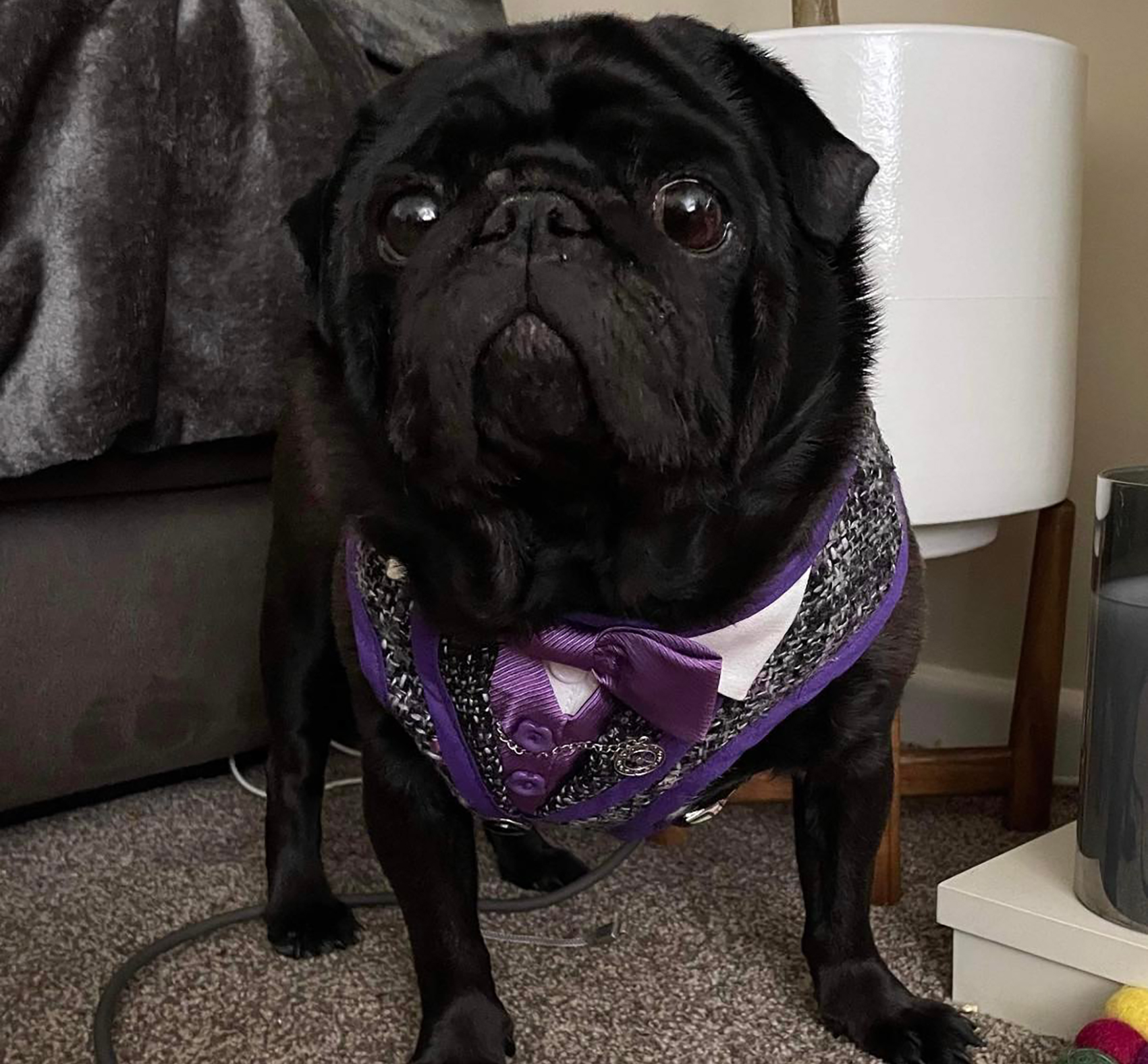Adoption for Colin - image Colin-1 on https://pugprotectiontrust.org