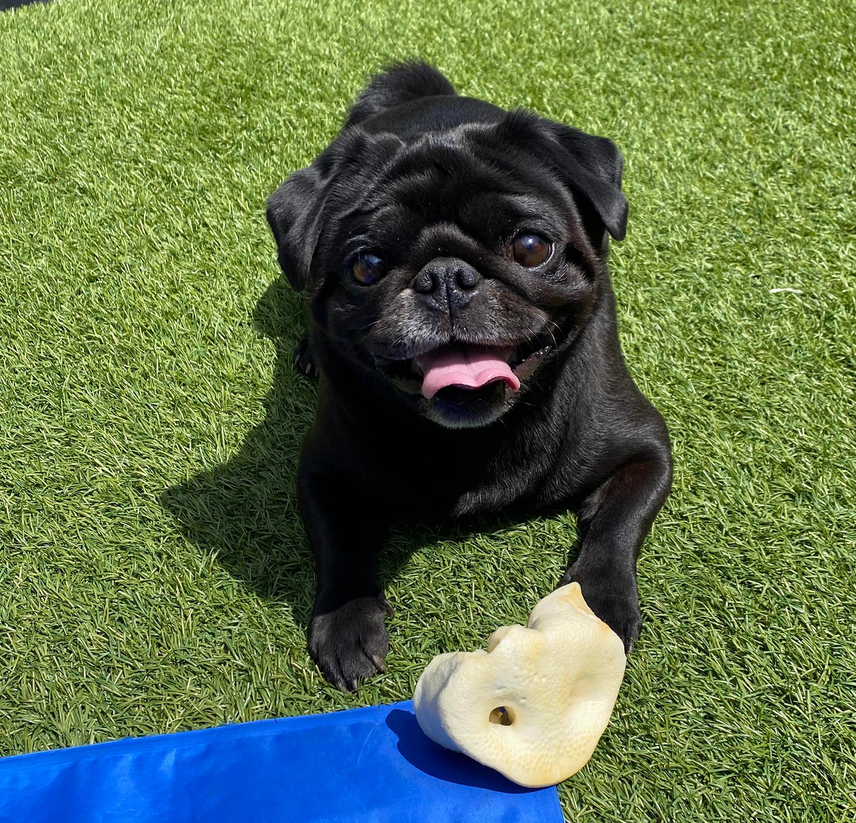 Adoption for Lily - image Noah-2 on https://pugprotectiontrust.org