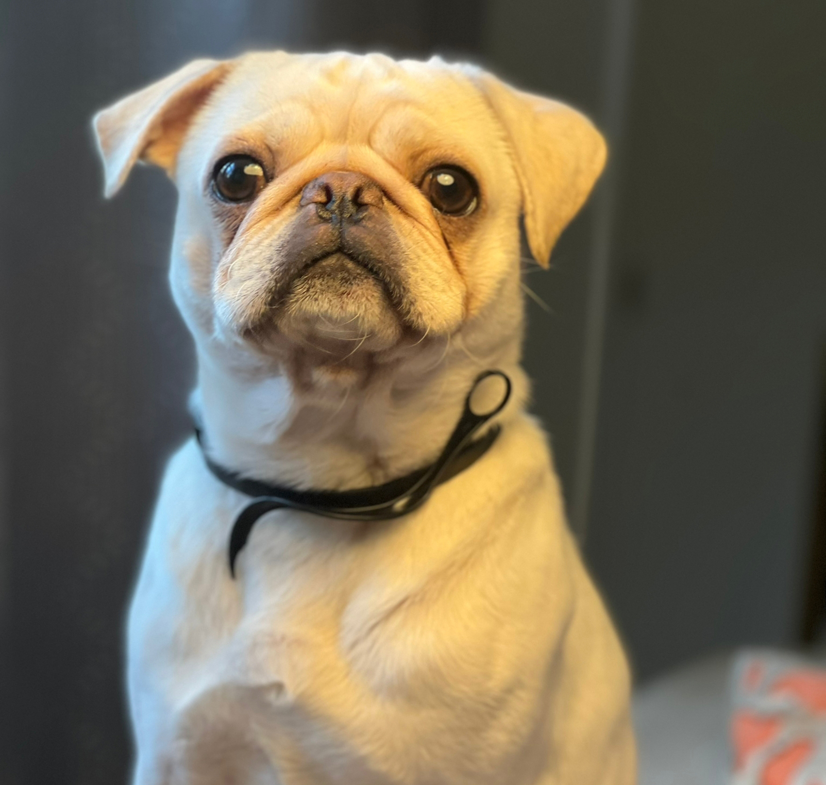 Stories - image Bobby on https://pugprotectiontrust.org