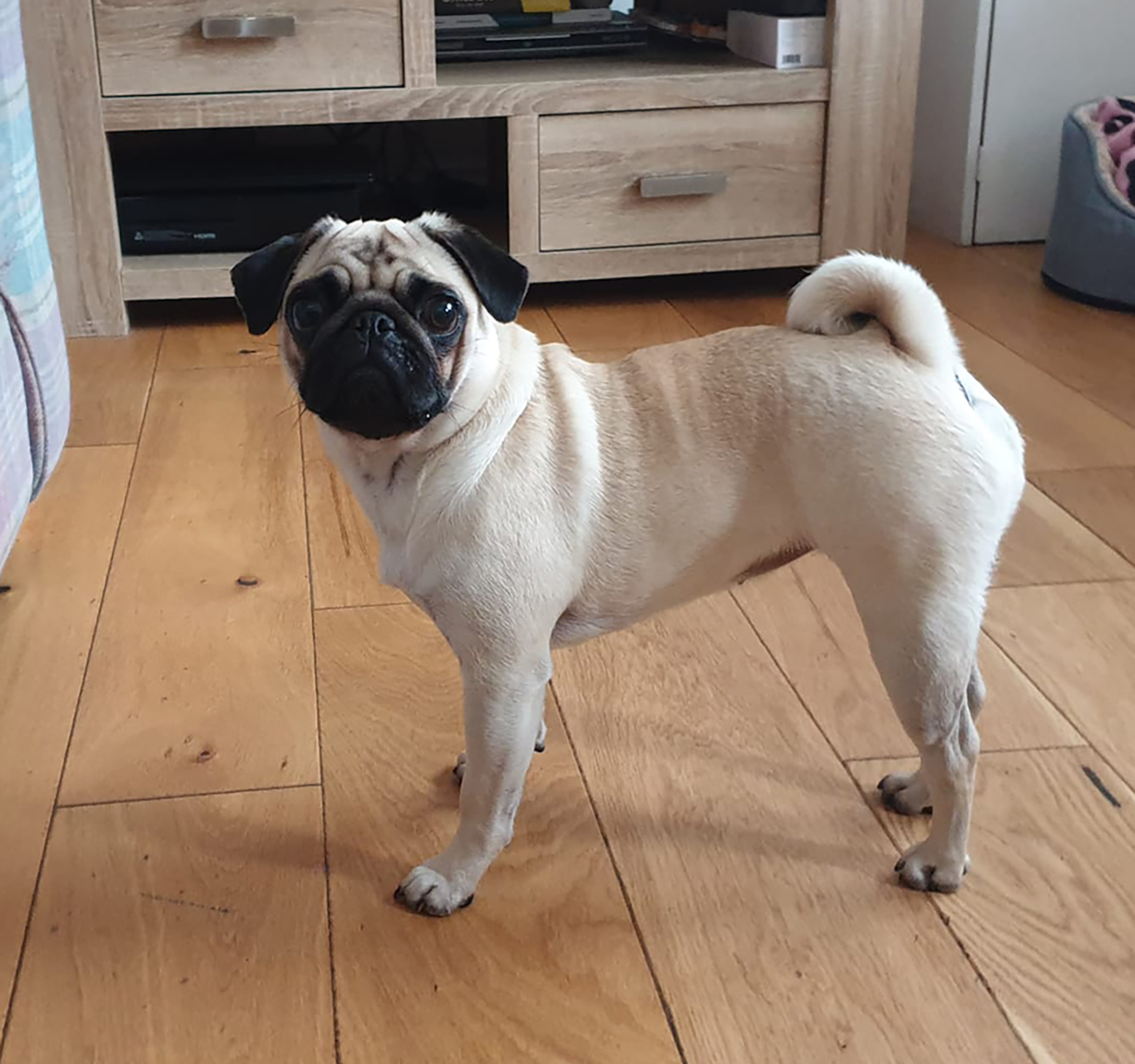 Wheels for Maisy - image Susie on https://pugprotectiontrust.org