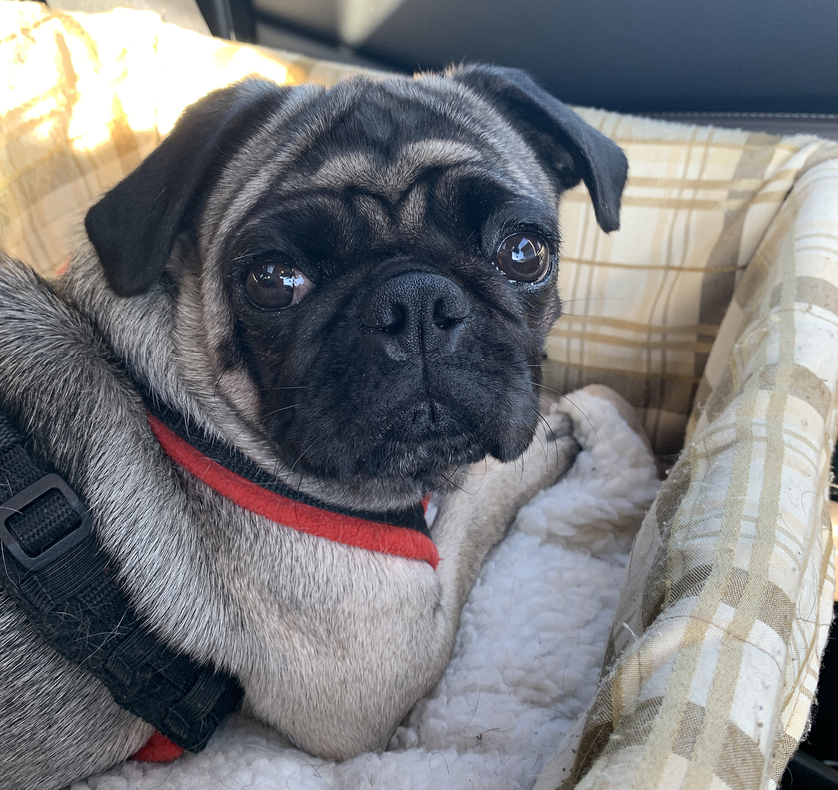 Wheels for Maisy - image Wilma on https://pugprotectiontrust.org