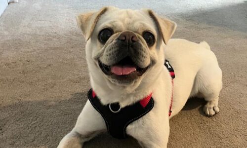 About us - image Foster-scaled-500x300 on https://pugprotectiontrust.org